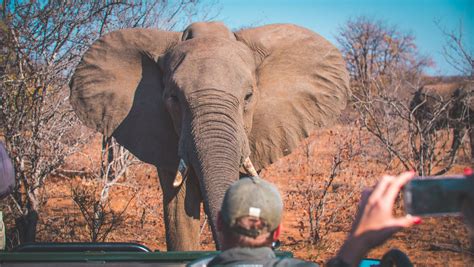 wildhueter ausbildung  afrika professioneller safari guide werden