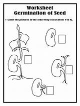 Germination Seed Worksheets sketch template