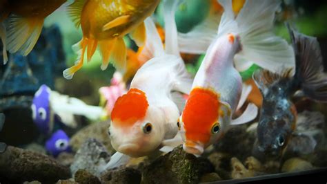 oranda goldfish fish facts carassius auratus auratus   animals
