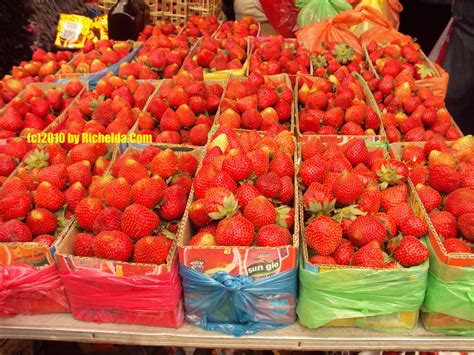 All About La Trinidad Benguet Philippines Strawberry Fields In Ltb