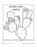 Cactus Prickly Coloring Kaktus Malvorlagen Homedecorgaardeningflowers sketch template