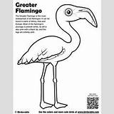 Coloring Pages Bird Birds sketch template