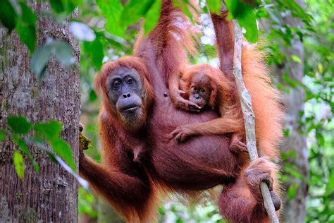 orangutan social intelligent endangered britannica