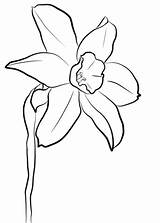 Daffodil Coloring Pages Drawing Printable Daffodils Color Flower Silhouette sketch template