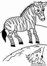 Zebra Coloring Pages Preschool Animal Printable Print Animals Color sketch template