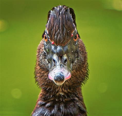 angry duck photograph  fernando blanco farias pixels