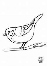 Birds Sikorka Youngest sketch template