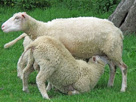 Pin De Lyciedavis En Sheep Ovejas Amamantar
