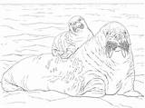 Walrus Coloring Baby Pages Moms Back Drawing Cute Printable Getdrawings Super Template sketch template