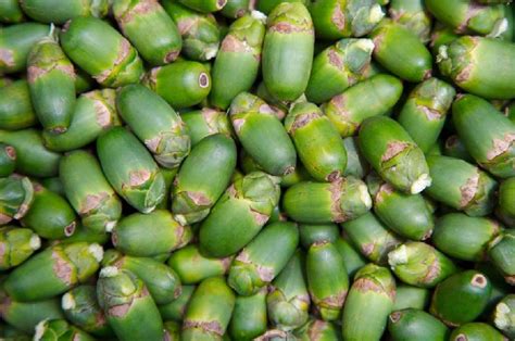 betel nut fresh buy fresh betel nut  chiang mai thailand  global trade holdings