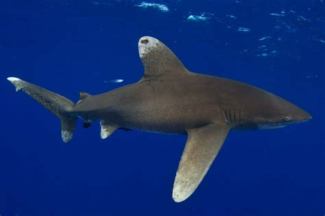 proposed threatened listing   oceanic whitetip shark epic diving