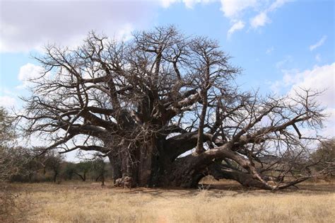 sagole baobab sagole big tree in limpopo baobab tree in venda