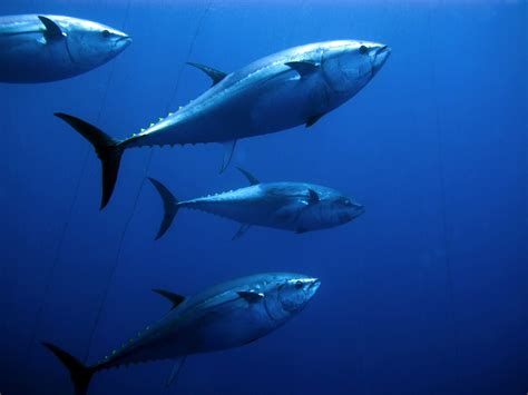 understanding  giant bluefin tunaa scientific perspective saltwater angler