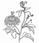 Passionflower Herb sketch template