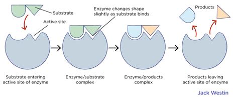 active site model enzyme structure  function mcat content
