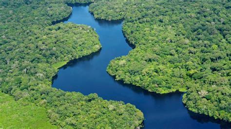 amazon basin drought stunts earths lungs financial tribune