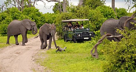 Chobe National Park Safari Botswana Safaris 2020 21