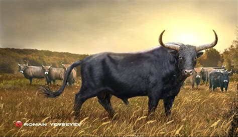 herd  aurochs bos primigenius  extinct species  wild cattle
