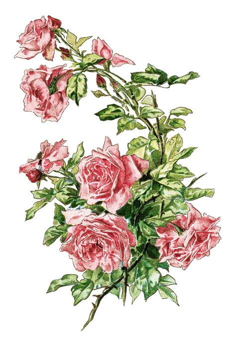 vintage image branch  pink roses  design shop blog