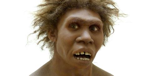 study human ancestor homo erectus   stocky chest   neanderthal tdnews