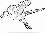 Archaeopteryx Coloring Pages Dinosaur Online Designlooter Colouring Sketch Template Color sketch template