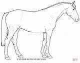 Horse Coloring Irish Sport Pages Draught Drawings Drawing Printable sketch template