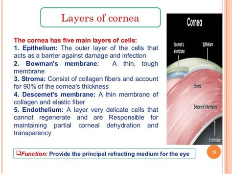 5 Days Until We Open 5fact The Cornea Has 5 Main Layers Epithelium