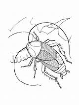 Coloring Pages Cockroach Printable Insect Bug Animal Ultimate Kids Print Freecoloringpagesonline Posters Clipart Colouring Simple sketch template