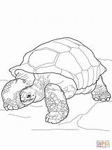 Tortoise Aldabra Gigante Tortuga Jabuti Tortues Terrestres Coloriages Reptiles Designlooter sketch template