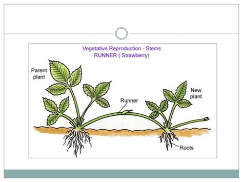 asexual reproduction of a flowering plant