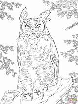 Coloring Owl Horned Great Realistic Pages Falcon Printable Prairie Drawings Supercoloring Drawing Owls 98kb 1536 2048px Dot Work sketch template