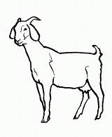 Coloring Goat Pages Goats Printables Colouring Popular Simple sketch template
