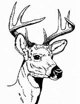 Deer Head Stencil Cliparts Whitetail Attribution Forget Link Don Hunting sketch template