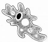 Amoeba Clipart Cliparts Clip Gif Driverlayer Engine Search Favorites Add Library sketch template