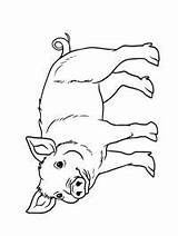 Varken Kleurplaat Leukekleurplaten Pig Colorat Porc Plansededesenat Tipareste Varkens Pigs sketch template