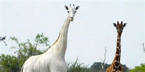 wonderthingz sante technologie lifestyle nature  entertainment animaux rares girafe