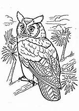 Hibou Duc Gufo Reale Buho Owls Hiboux Uhu Malvorlage Disegno Kleurplaat Oehoe Horned Colorear Buhos Coloriages Amerikaanse Lembaran Kerja Prasekolah sketch template