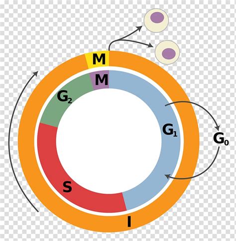 interphase cell    fish analysis shows  metaphase spread   mitotic