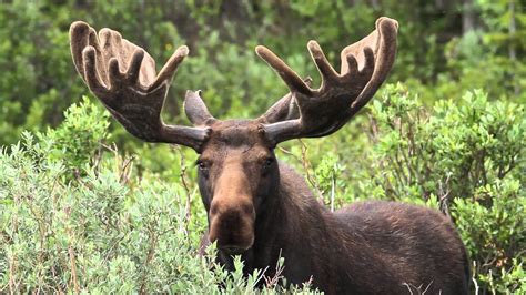 ontarios moose population  threat environment report