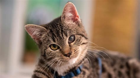 ratzifatzi junge handicap katze tiere suchen ein zuhause