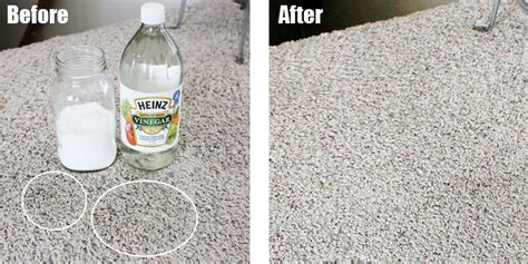 remove pet urine  odor  carpet  practical tips