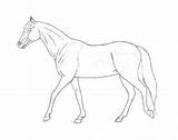 Horses Coloring Horse Color sketch template