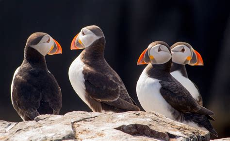 gratis billeder hav natur fugl havfugle dyreliv naeb fauna sopapegoje ornitologi uk
