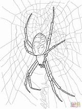 Spider Ausmalbild Wespenspinne Ausmalbilder Redback Creepy Spiders Ausdrucken Spinne Gwen sketch template