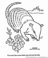 Coloring Pages Aardvark Ant Wild Eater Honkingdonkey Sheet Animal Activity Kids Animals Print Choose Board sketch template