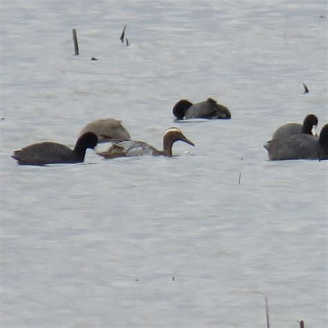 ebird checklist 3 apr 2023 loess bluffs nwr 67 species 1 other