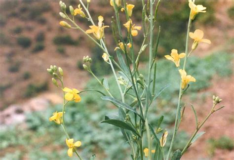 brassica carinata ethiopian mustard abyssinian cabbage