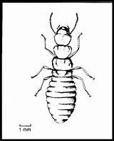 Drawing Termite Getdrawings sketch template