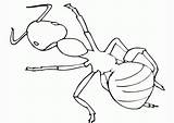 Ant Kids Insect Coloring Outline Pages Library Clipart Printable Noir Blanc Fourmi Dessin Et Comments Books sketch template