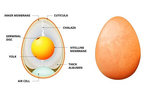 onsen egg temperature curve nihon  perfect egg